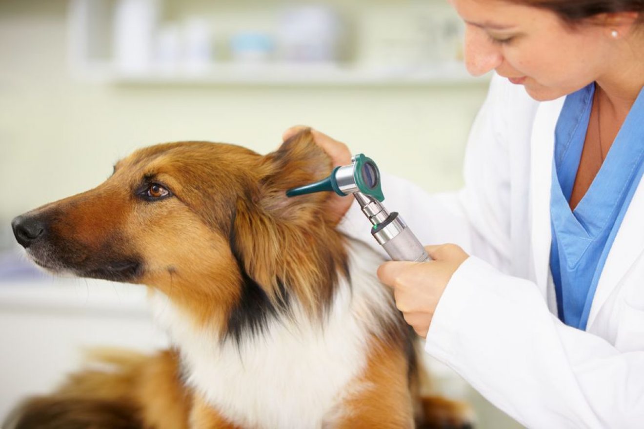 FREE Dog Microchipping, Health Checks, samples & more