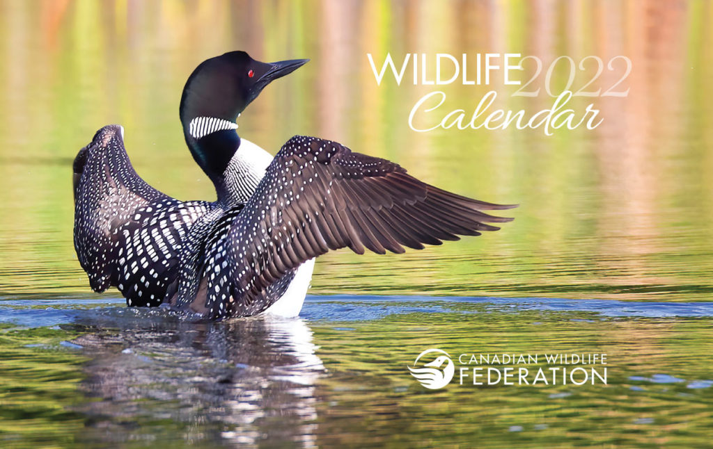 cwf wildlife calendar 2022