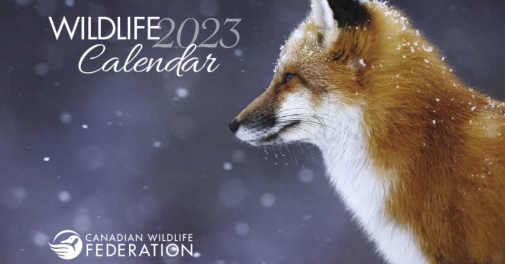 cwf wildlife calendar 2023