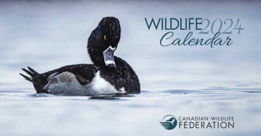 2024 CWF Wildlife Calendar